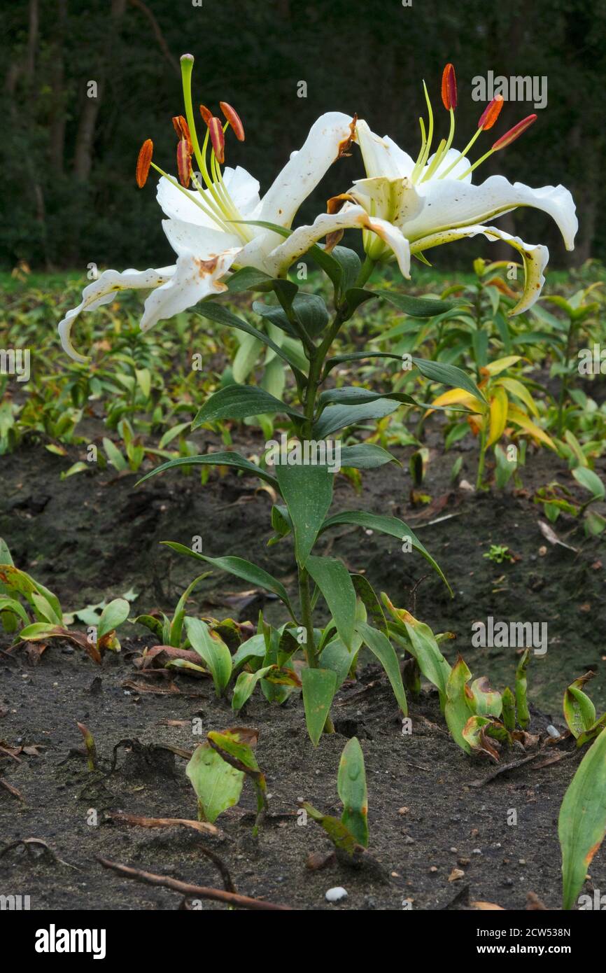 One beautiful white Lily left on an agricultural field Stock Photo