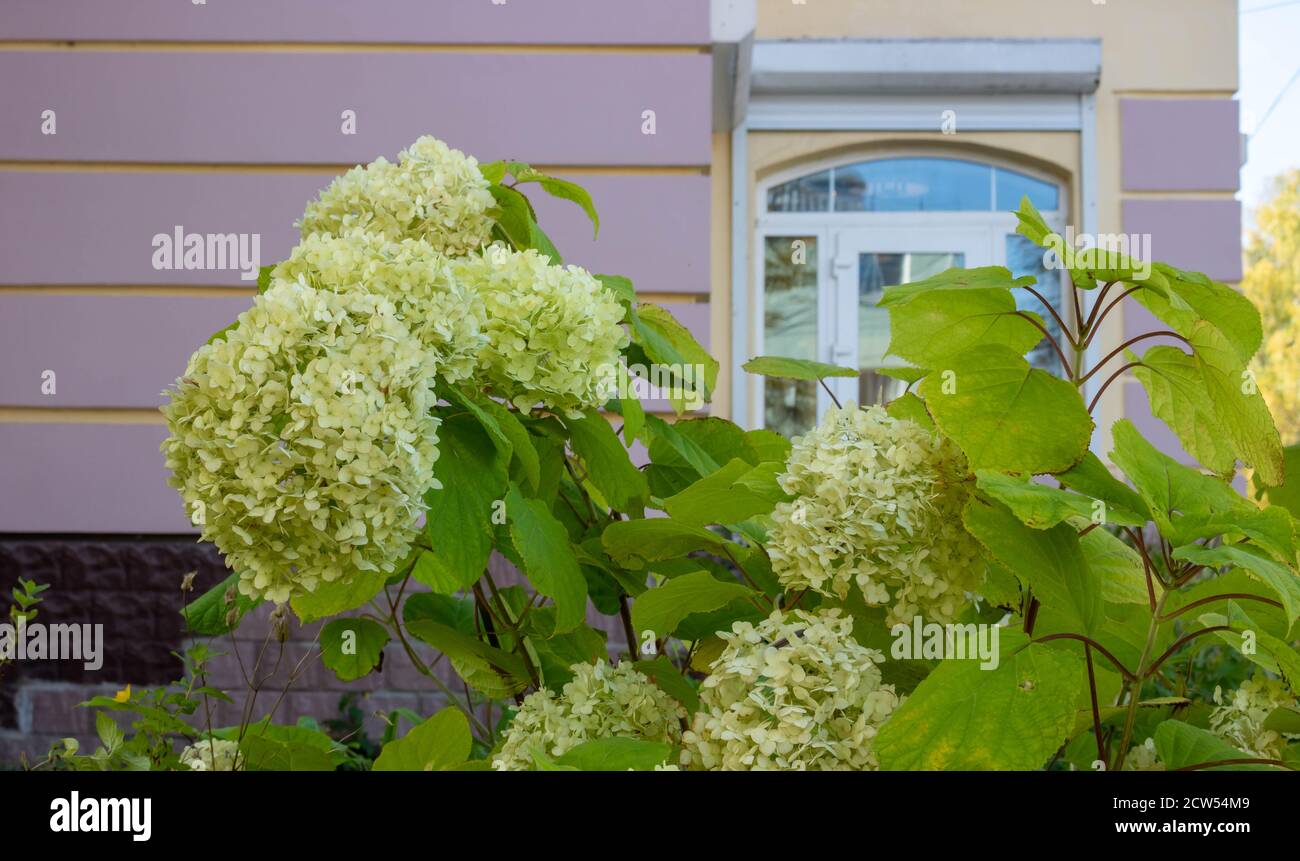 Hydrangea paniculata blooms in the garden. Beautiful green hydrangea blooms Stock Photo Alamy