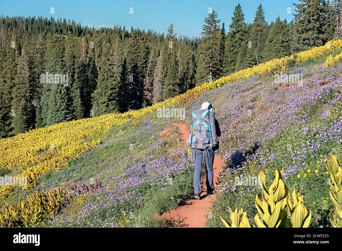 Walking through fields of wildflowers, Colorado Trail, Colorado Stock