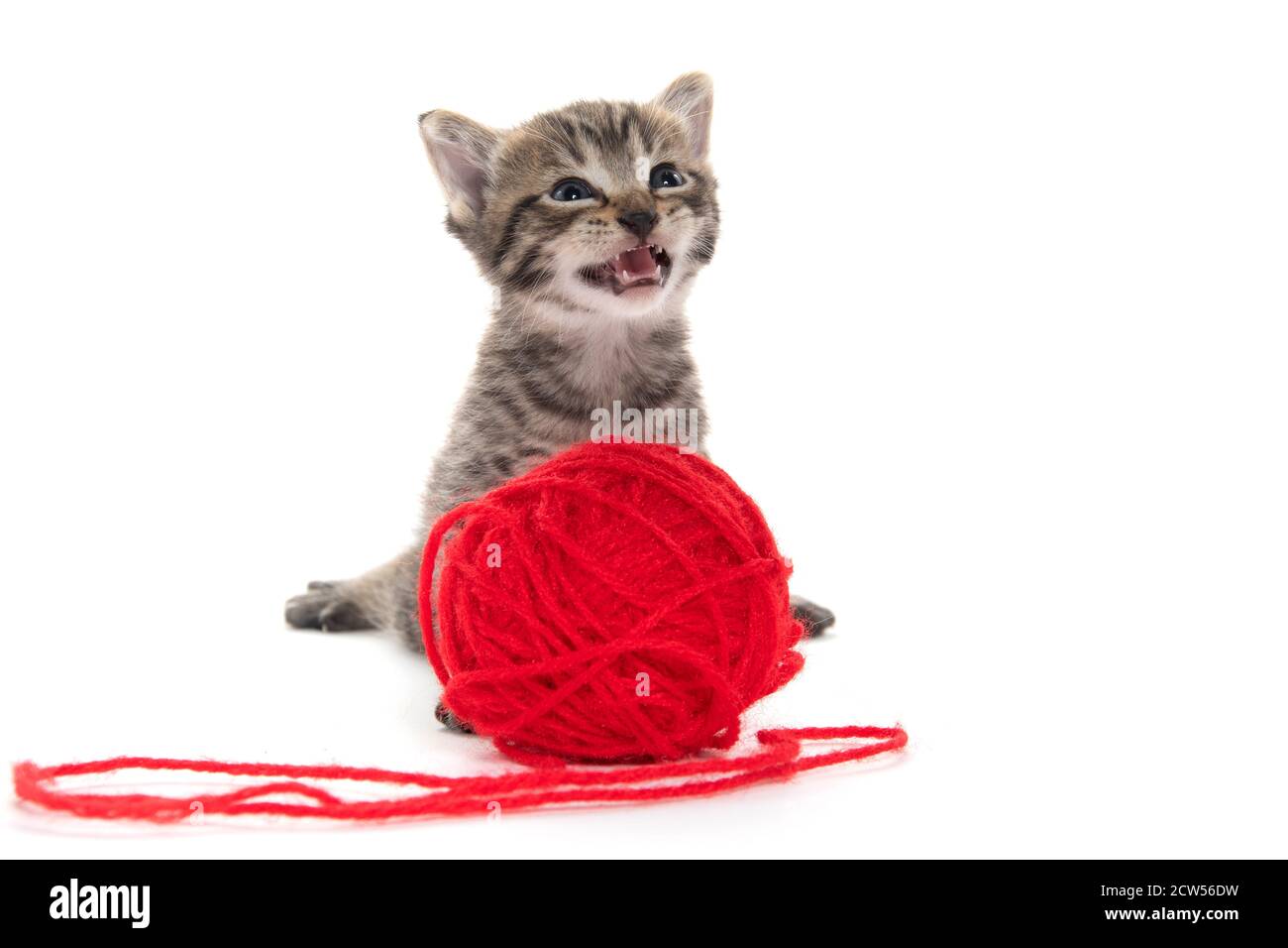 Cute tabby kitten with red ball of yarn isolated on white background ...