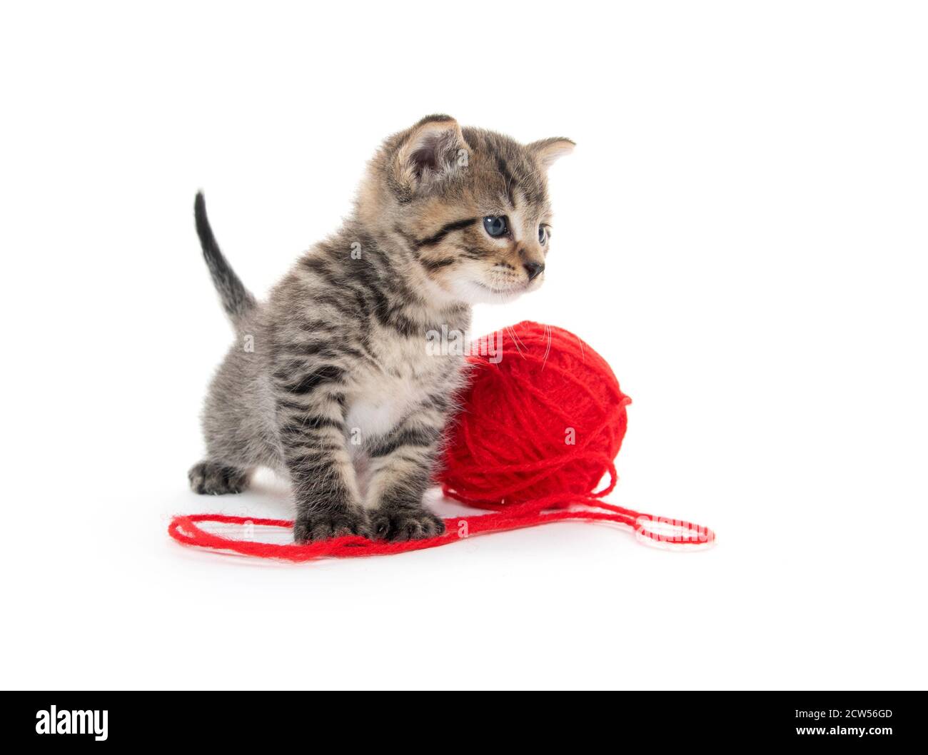 Cute tabby kitten with red ball of yarn isolated on white background ...