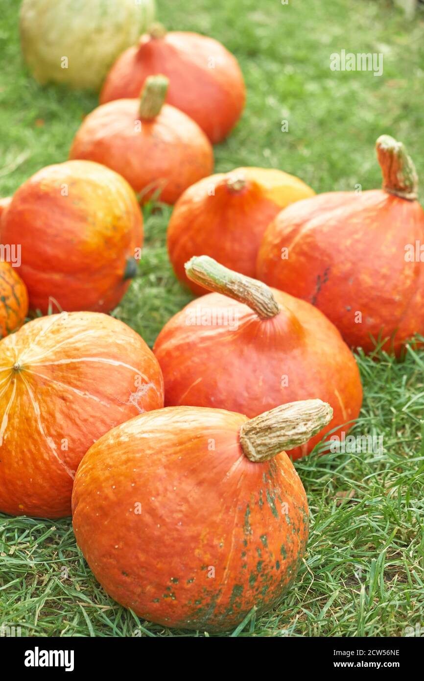 Close up Hokkaido orange pumpkins lie on the green grass. Thanksgiving ...