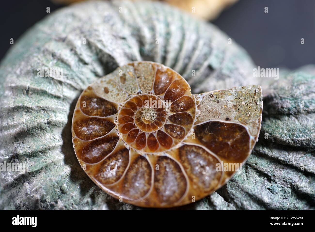 Closeup shot of ammonites with blurred background Stock Photo