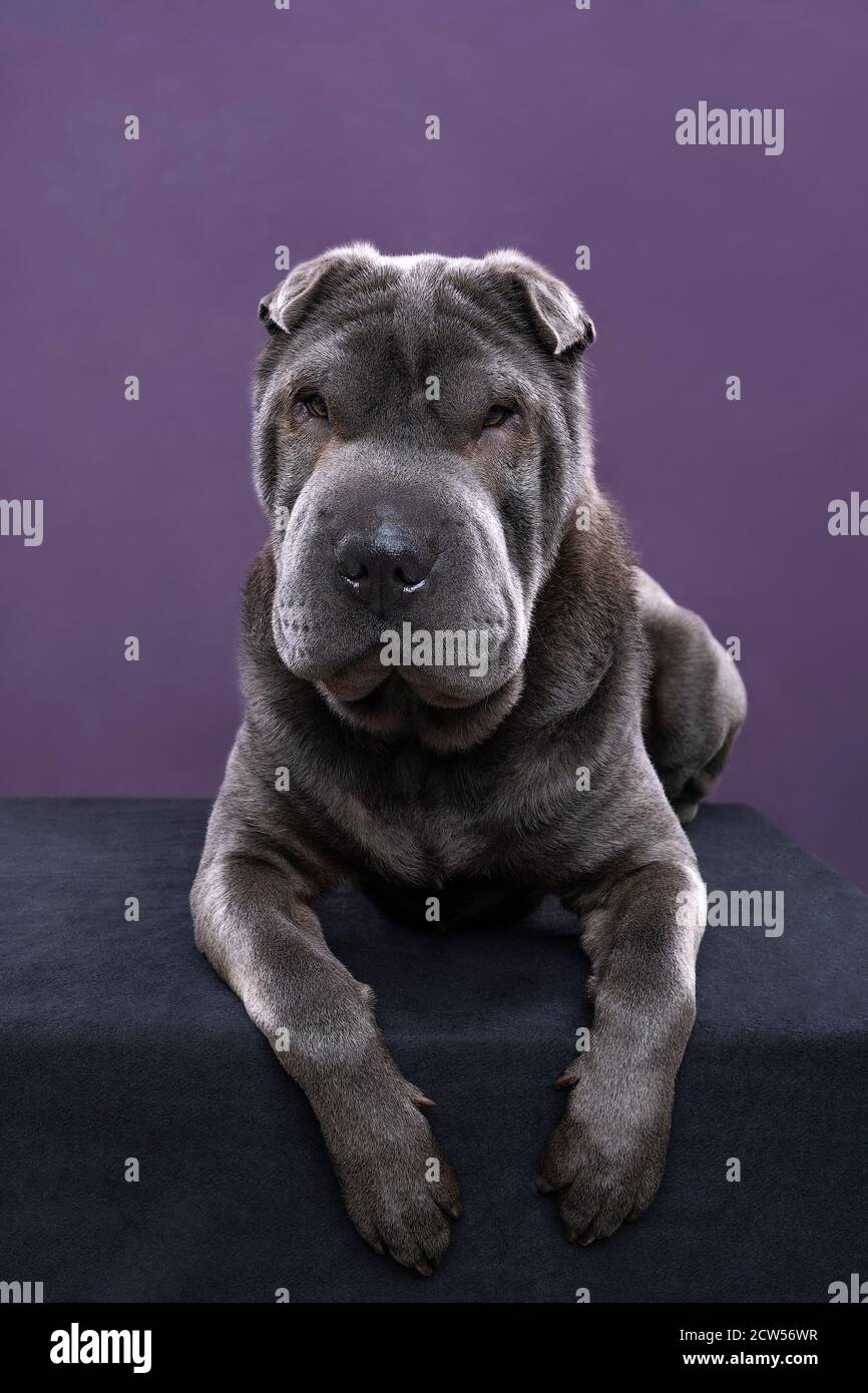 Purple hotsell shar pei