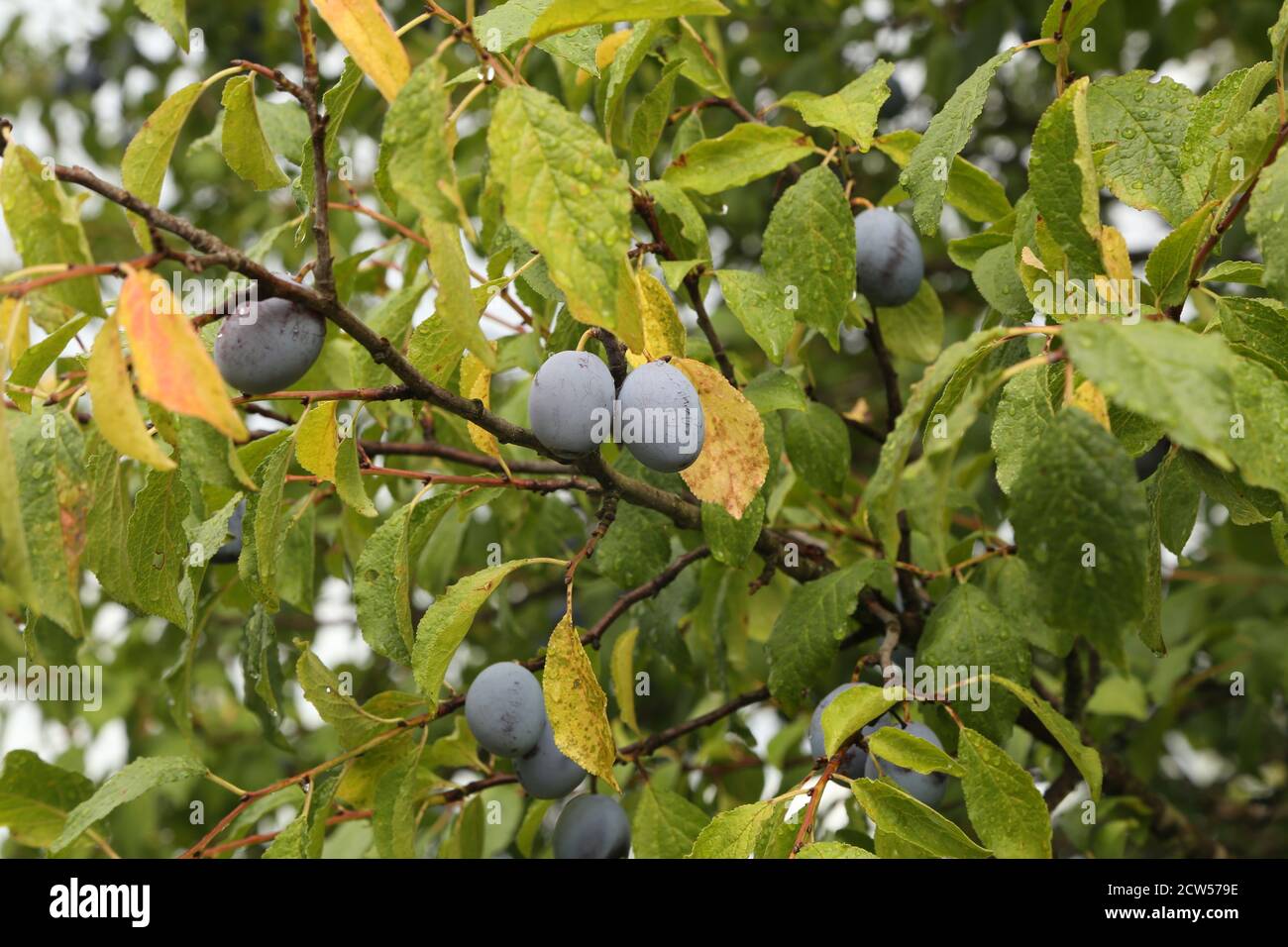 Plum fruits ripen in the garden in Summer Stock Photo - Alamy