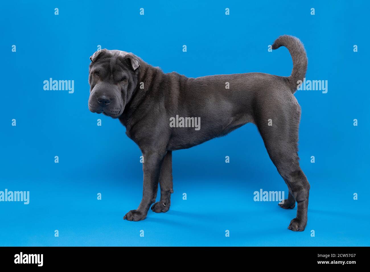 A Standing grey Sharpei dog looking at the camera isolated on a blue background Stock Photo