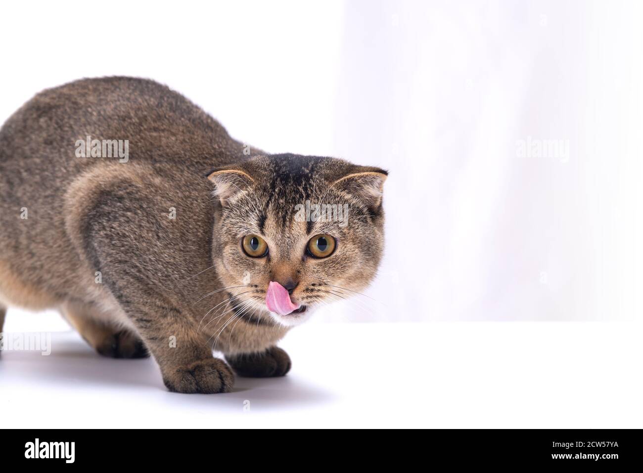 Scottish fold cat licks its face on a light background Stock Photo