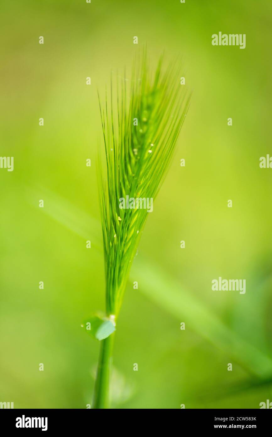 green plant, located in a beautiful and calm background of the same color combined with a soft yellow Stock Photo