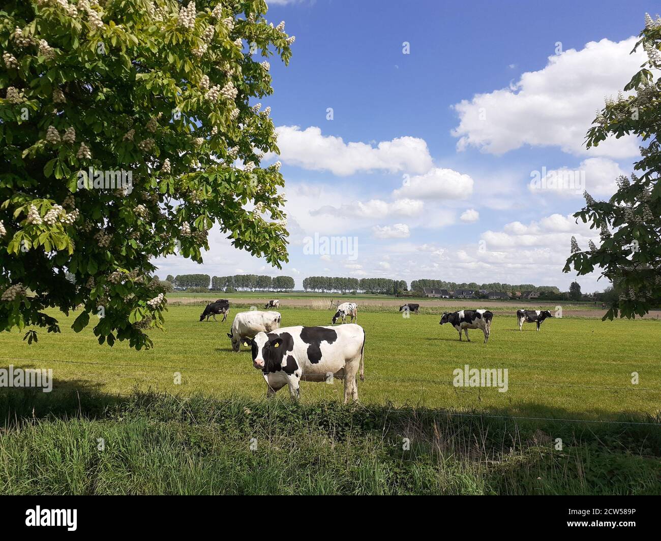 typical dutch landscape with a herd of cows grazing in a green meadow ...