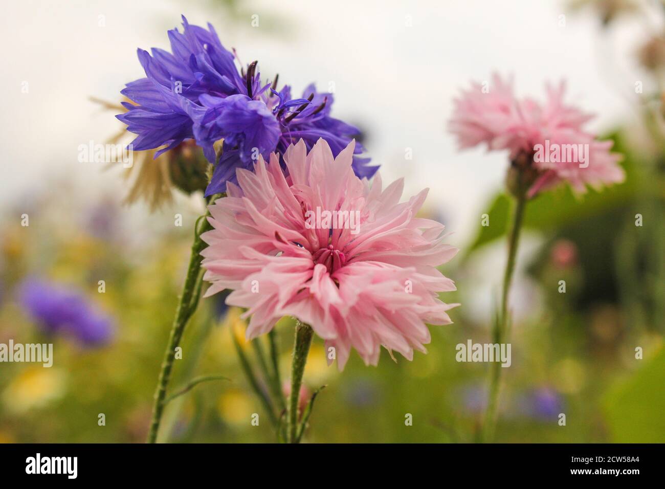 a pink and a purple cornflower close-up with a white and green background in the dutch countryside in summer Stock Photo