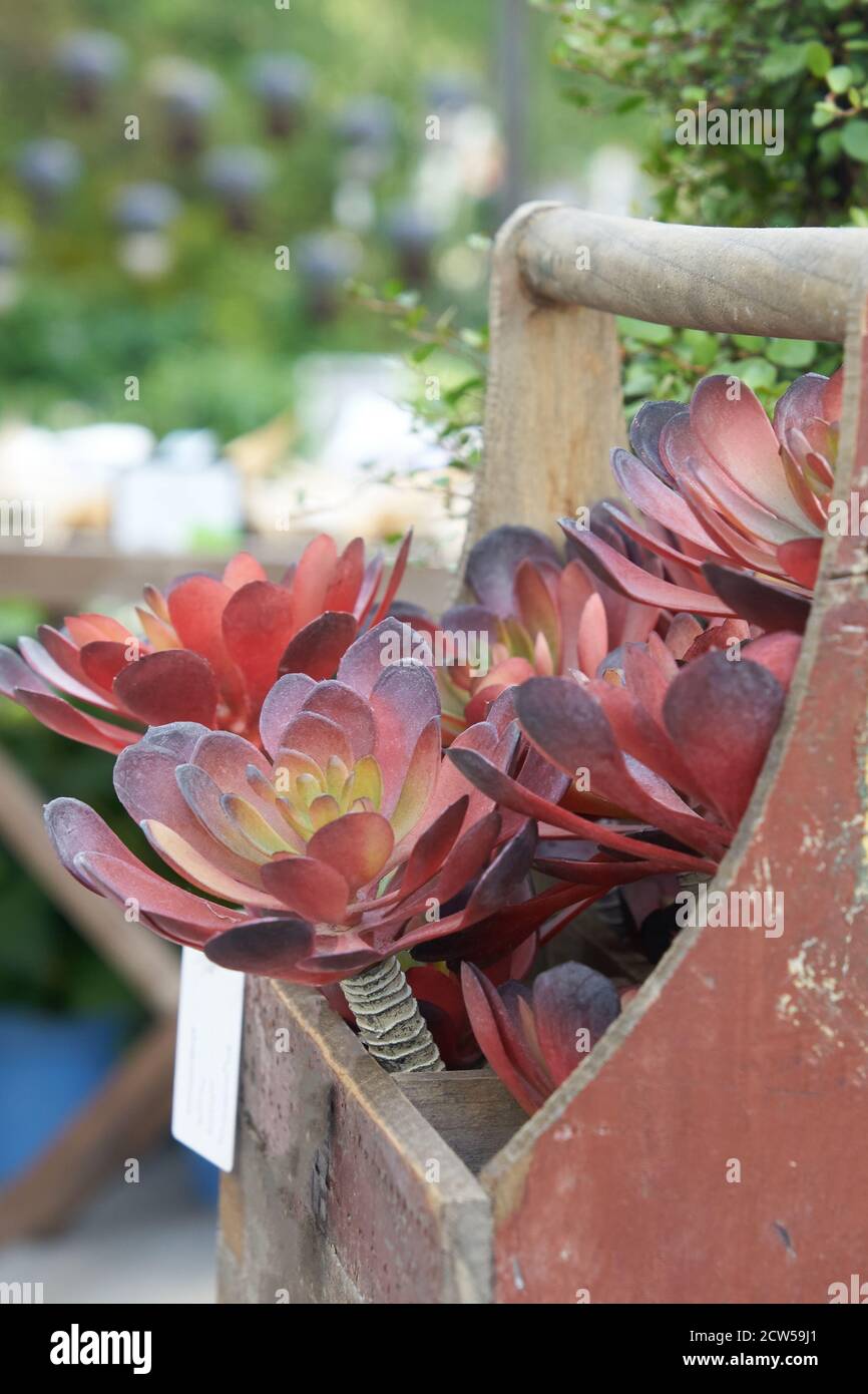 Red rosetted echeveria cacti in wooden box. Garden and interior decotation Stock Photo