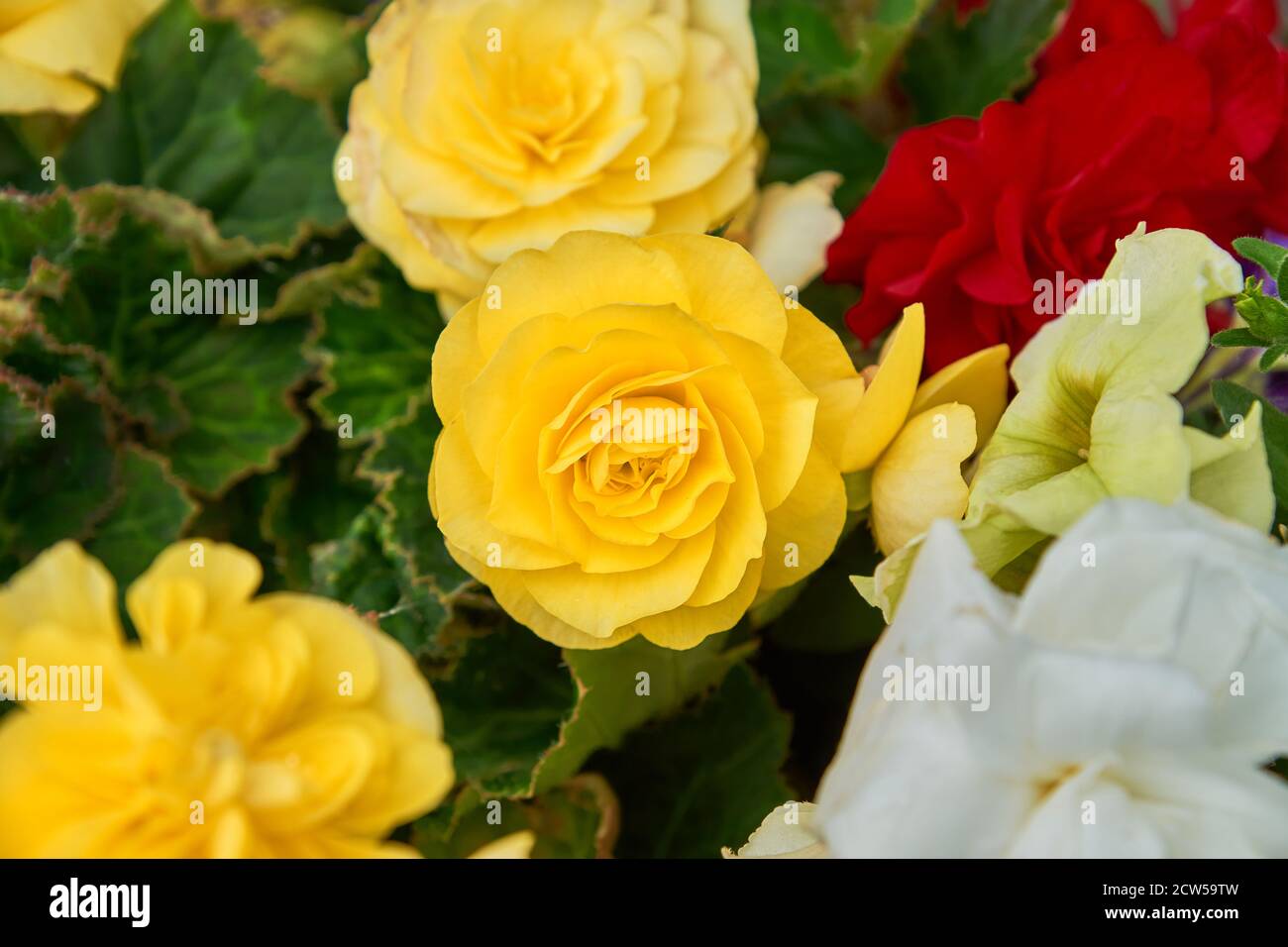 close up of yellow bright flowers of tuberous begonias (Begonia