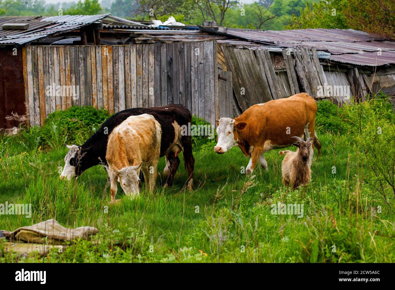 Cows Red Green Yellow High Resolution Stock Photography and Images - Alamy