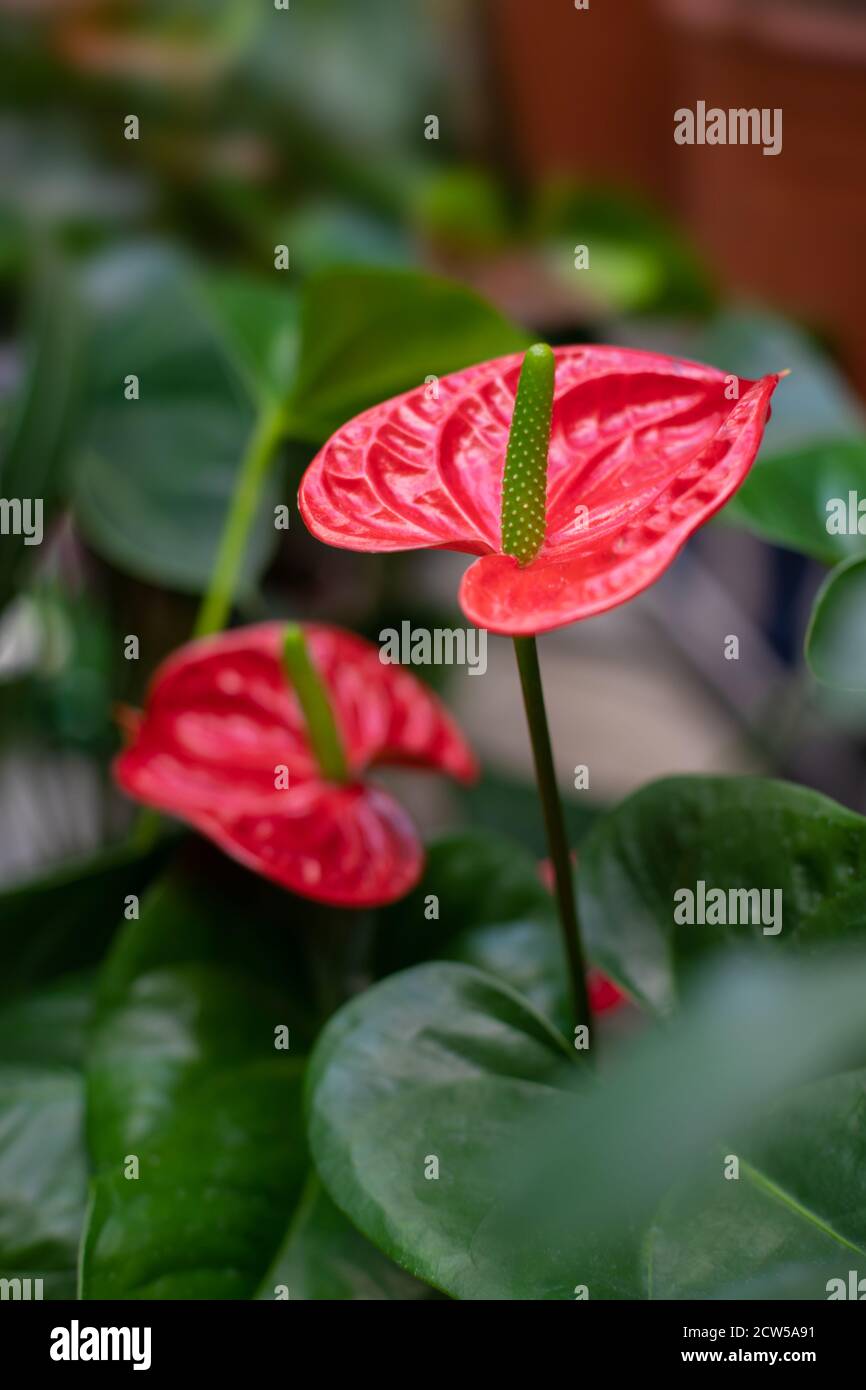 Anthurium the Flamingo Flower is an evergreen with red waxy flowers. Anthurium blossom, flower with a tail, beautiful exotic houseplant, vertical phot Stock Photo