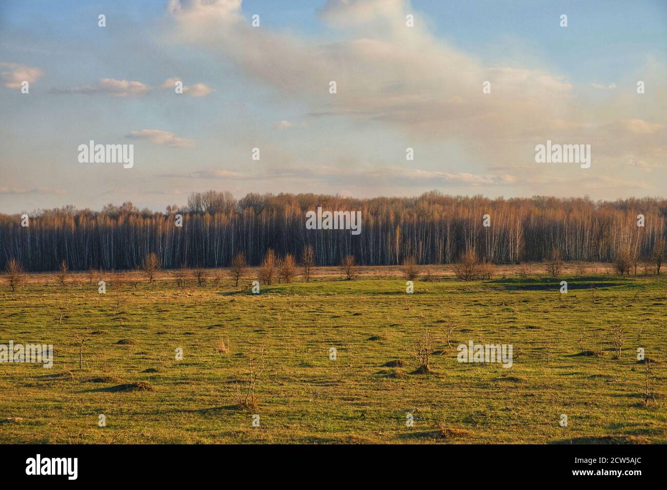 Cloudy sky over a field. A small forest in the distance Stock Photo - Alamy