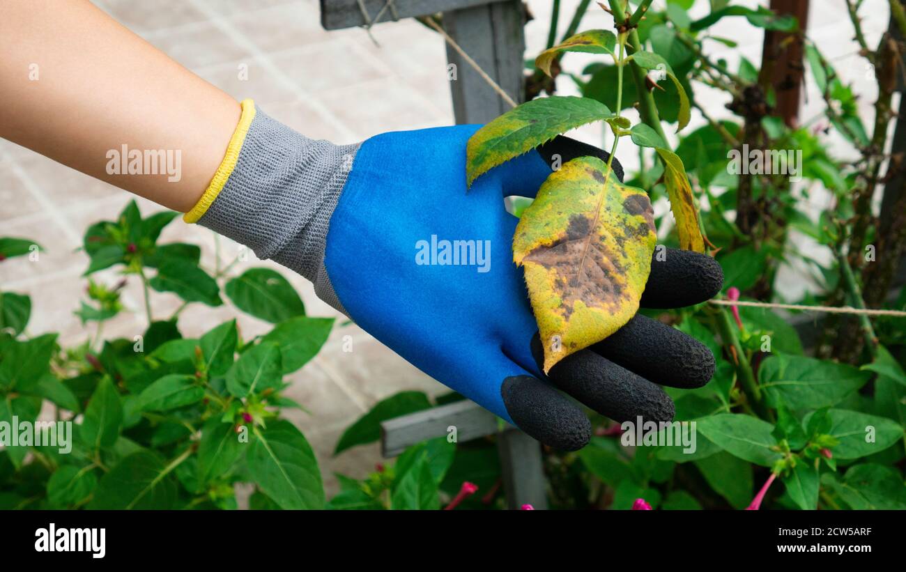 The hand in a garden glove holds a diseased leaf of a rose. Plant disease. Fungal leaves spot disease on rose bush causes the damage. Stock Photo