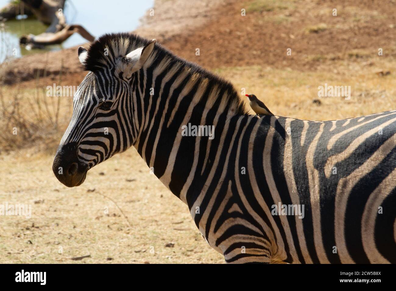 Massai mara game park hi-res stock photography and images - Alamy