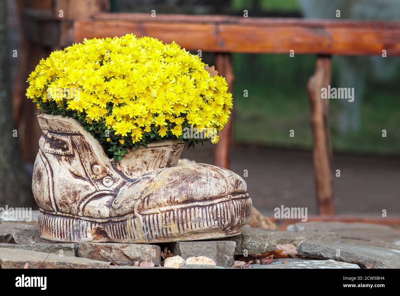 Crysanthemnum plant pot. Fall garden flower decor at house porch or patio. Stone container with yellow bouquet. Elegant bush for outdoor landscape arr Stock Photo