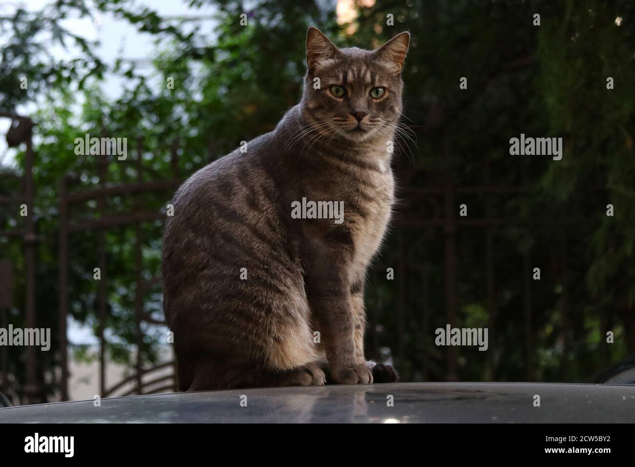 Gray brindle persian cat on the roof of a car Stock Photo
