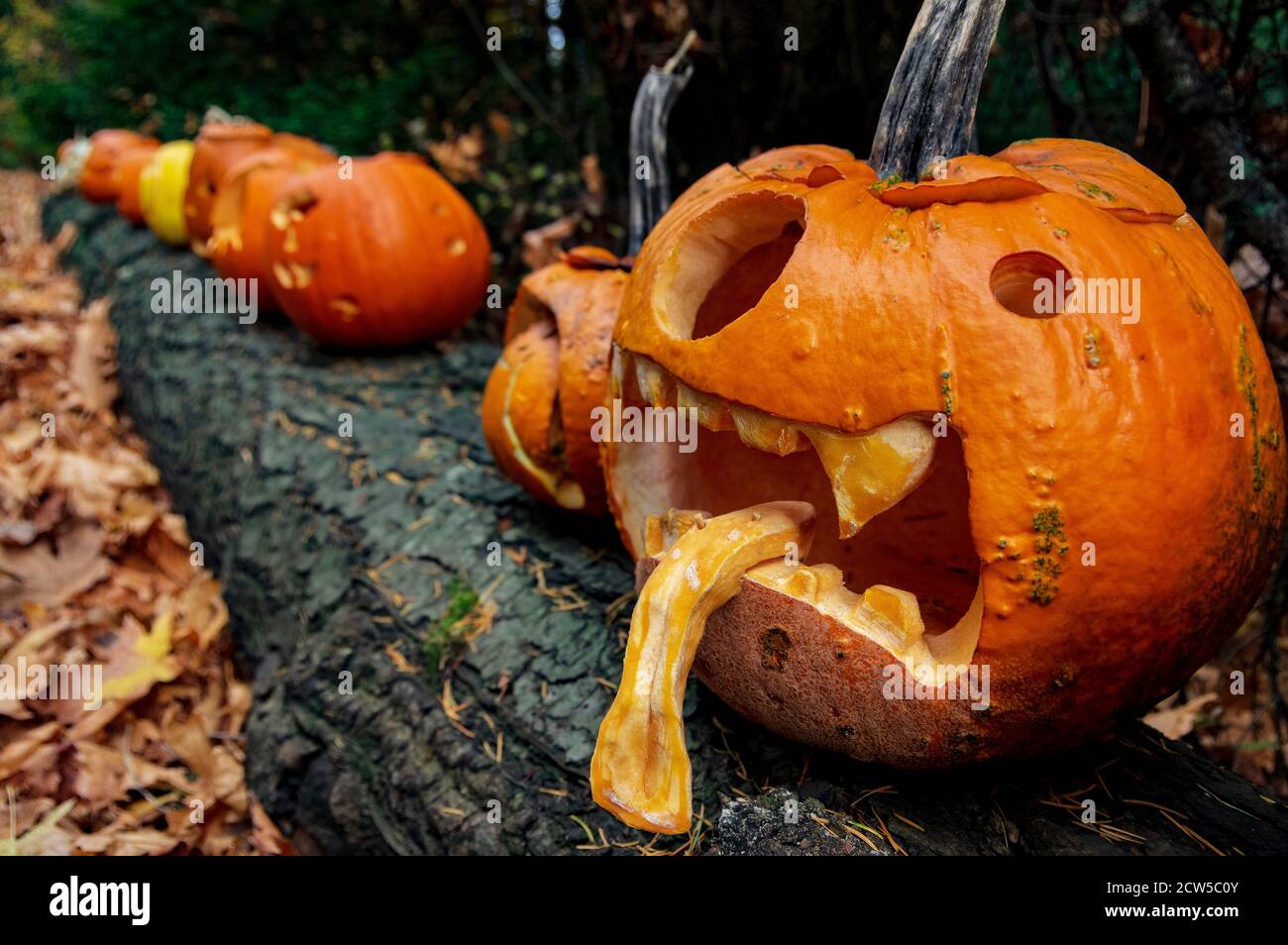 Carved pumpkins on a log by Mount Doug, Victoria, B.C. Canada Stock Photo
