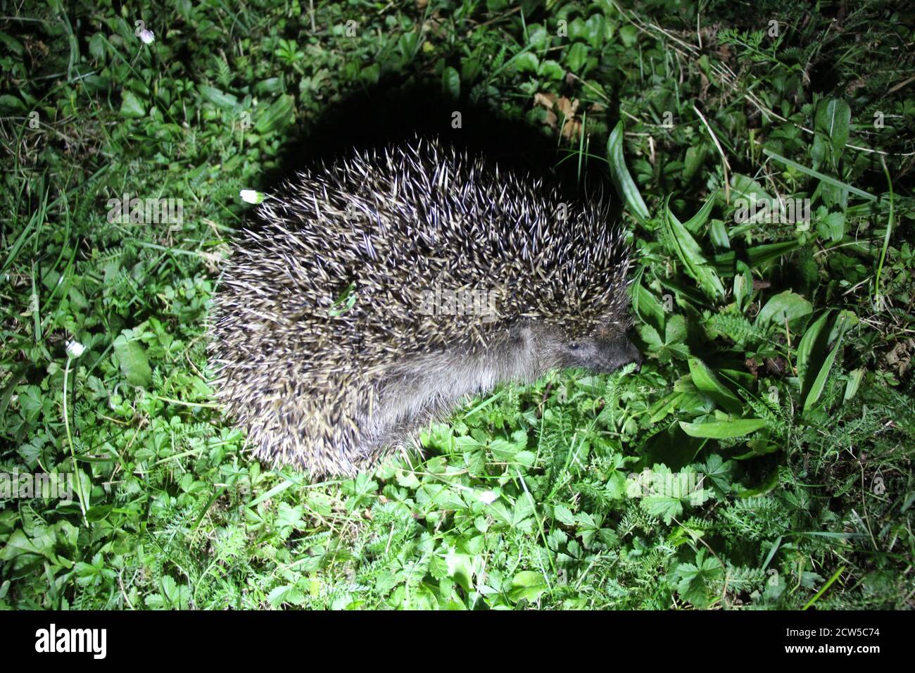 The European hedgehog rolled itself up but now feels more relaxed. You can see the furry belly of this hedgehog! This is near Prosek, Prague. Stock Photo