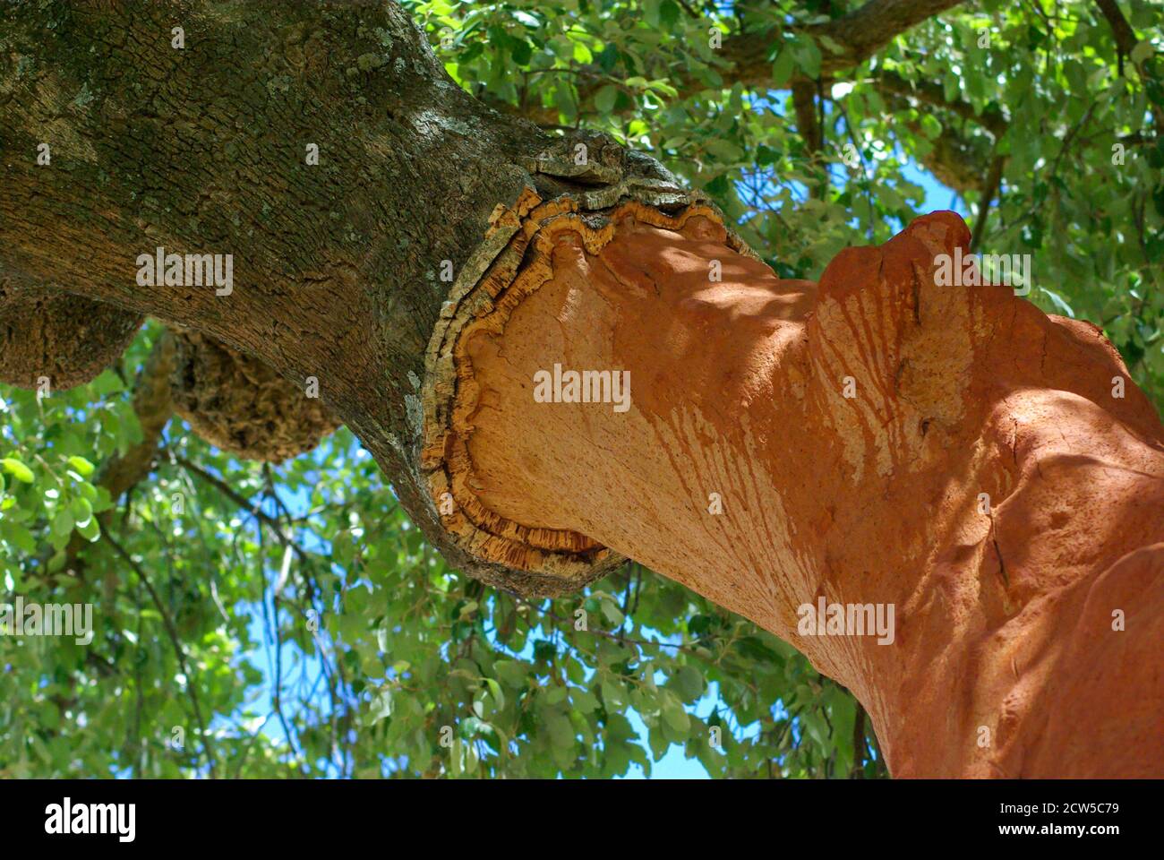 Cork bark is recently harvested from tree showing raw orange interior on bright Summer day. Travel agriculture concepts with negative copy space. Stock Photo