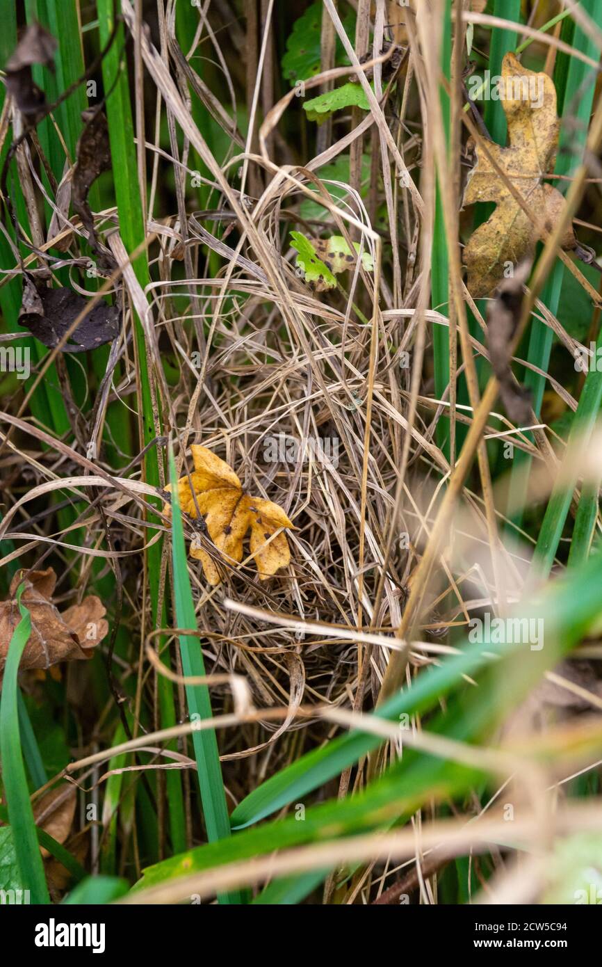 Field mouse uk hires stock photography and images Alamy