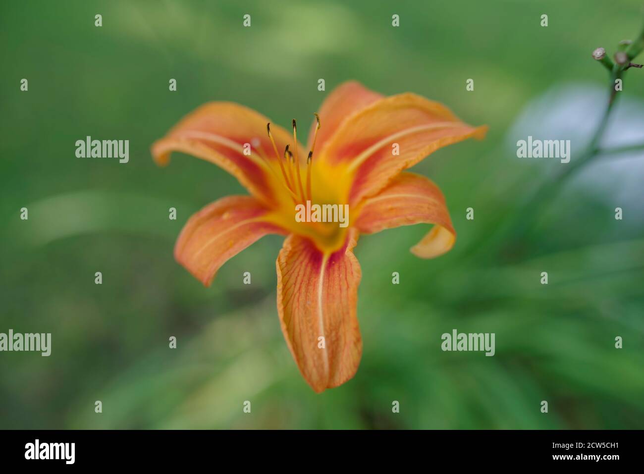 Full frame image with copy space shot in natural light with selective focus on foreground tongue shaped orange petal. Bright summer colors and delicat Stock Photo