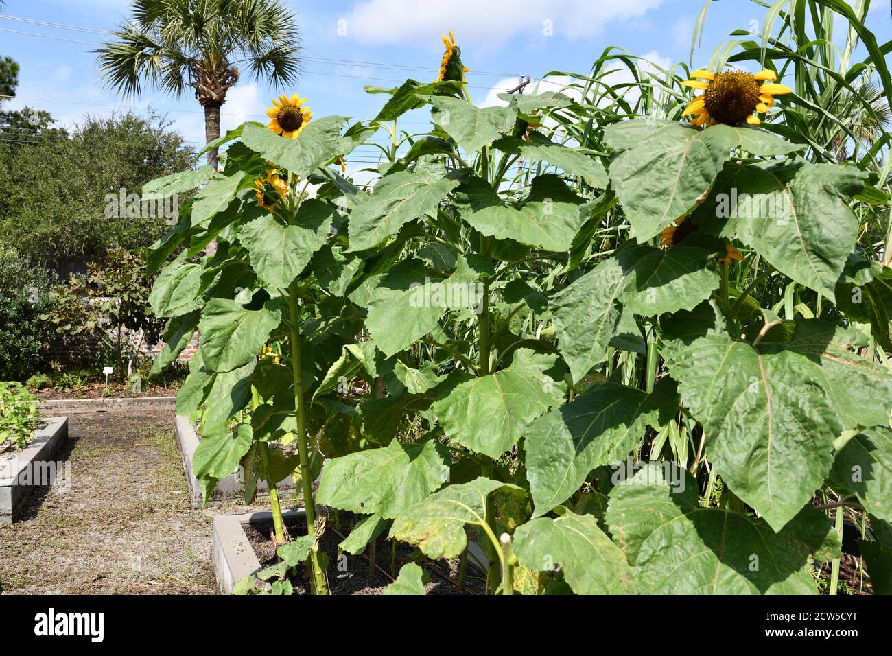 Urban Garden Maintained by Volunteers Who Produce Honey with a Bee Colony on Bee Street, Broccoli, Mint, Beets, Flowers, Avocadoes, Peppers, and Much . Stock Photo