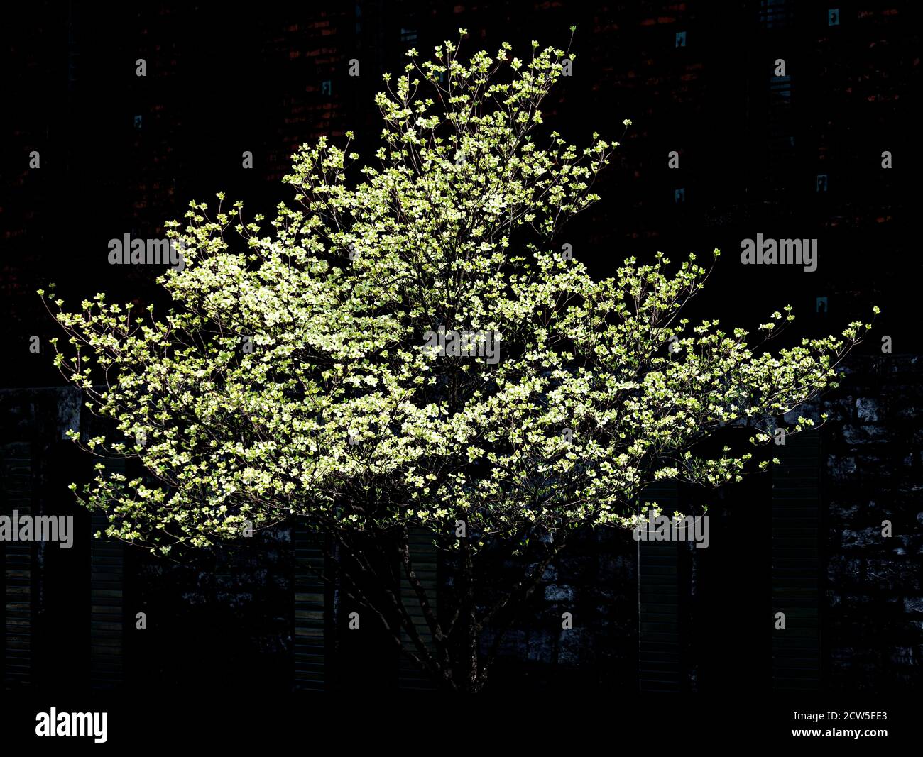 Tree In The Light Stock Photo