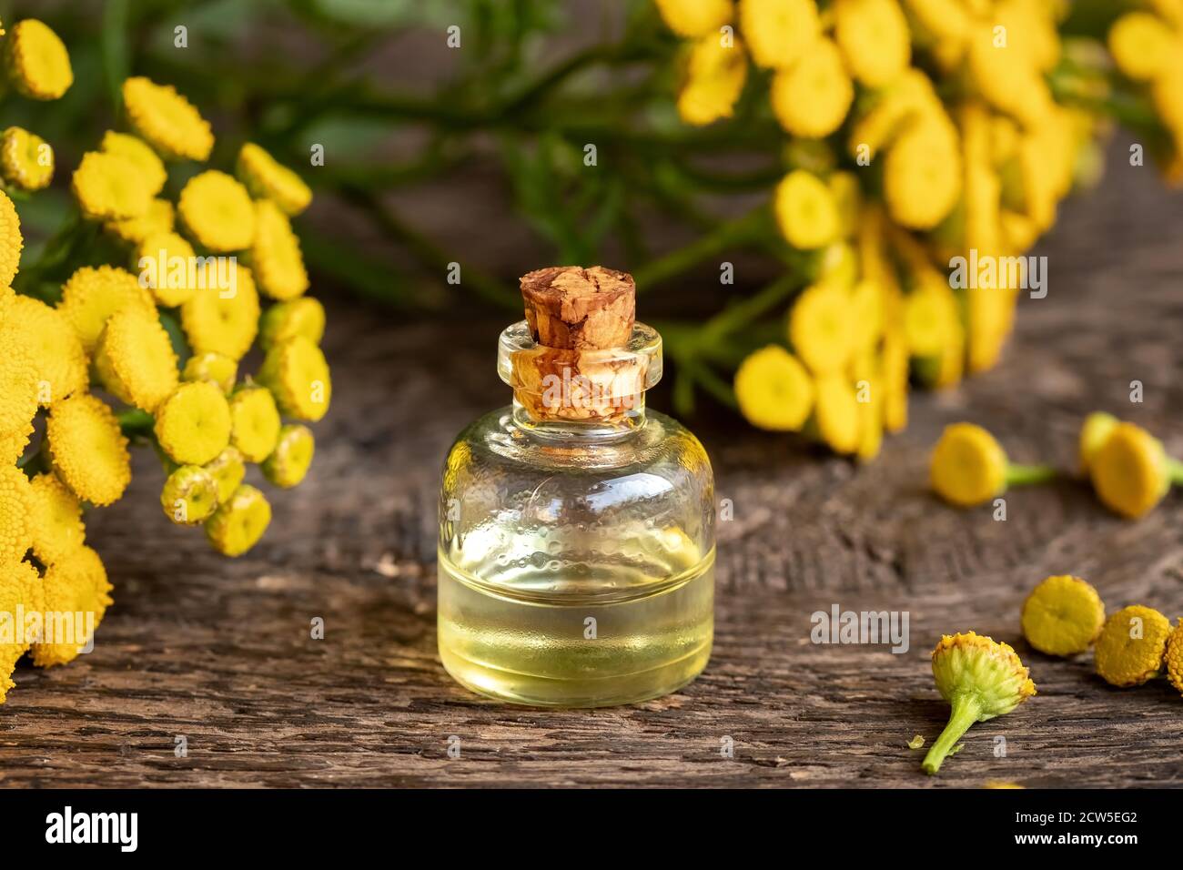 A bottle of common tansy essential oil with blooming Tanacetum vulgare twigs on a wooden table Stock Photo