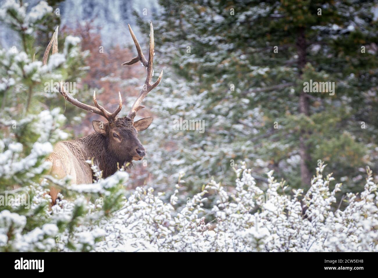 Big mature bull elk in its prime looking over its shoulder  Stock Photo