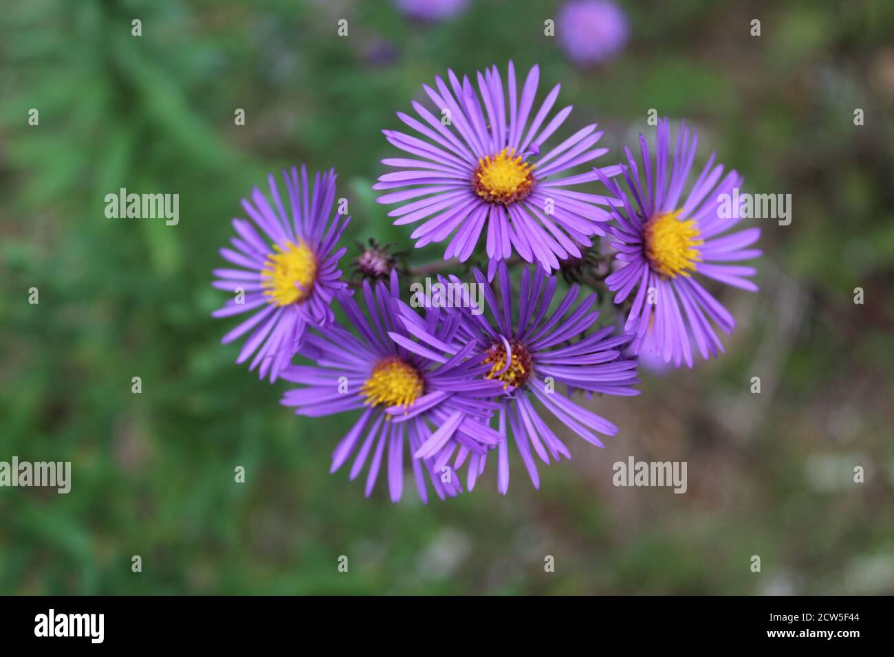 Closeup of New England aster at Somme Woods in Northbrook, Illinois Stock Photo