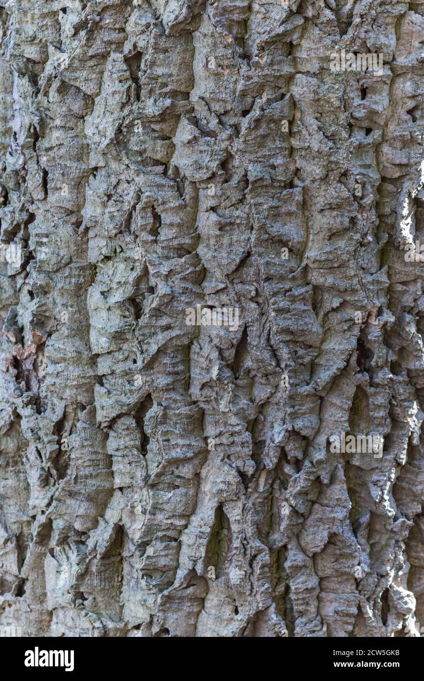 grey bark texture of Amur cork tree Stock Photo Alamy