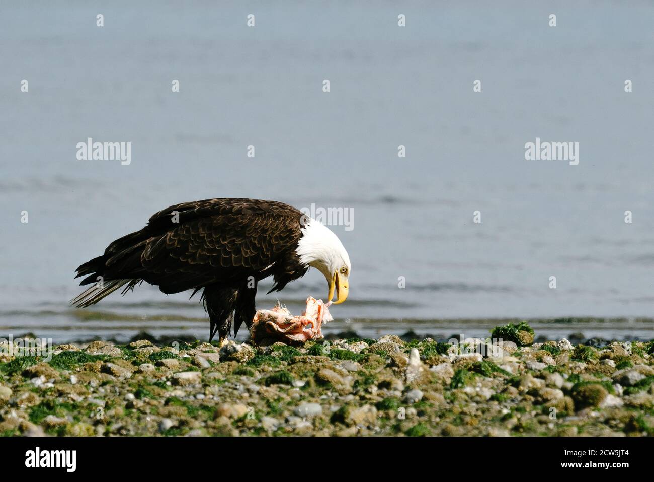 Side view of a bald eagle eating a red rockfish on Puget Sound Stock Photo