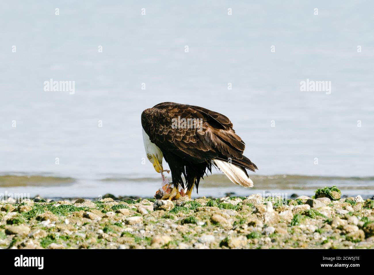 View from behind of a bald eagle eating a fish on a Puget Sound beach Stock Photo