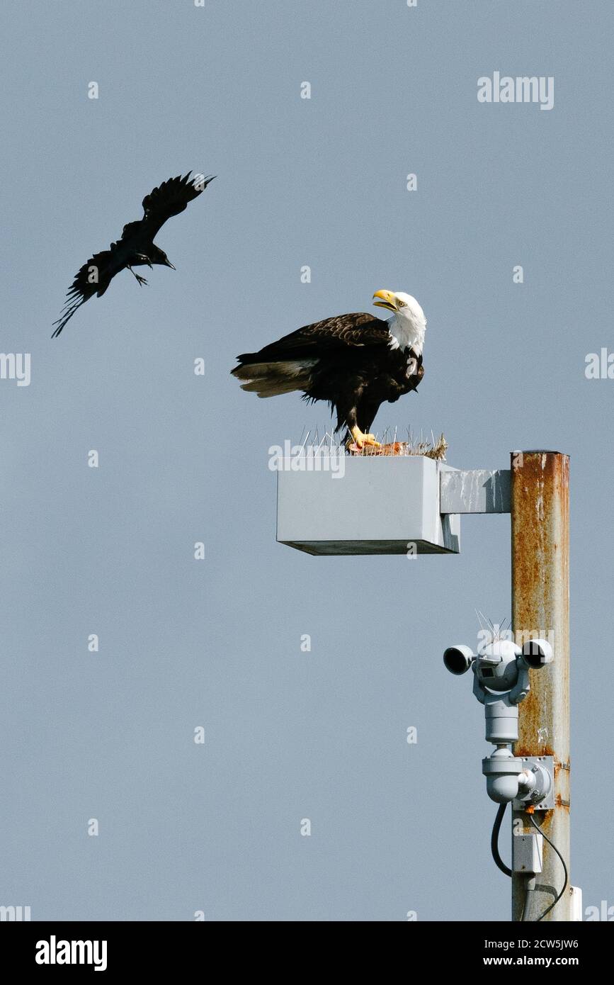 A crow trying to steal a red rockfish from an adult bald eagle Stock Photo