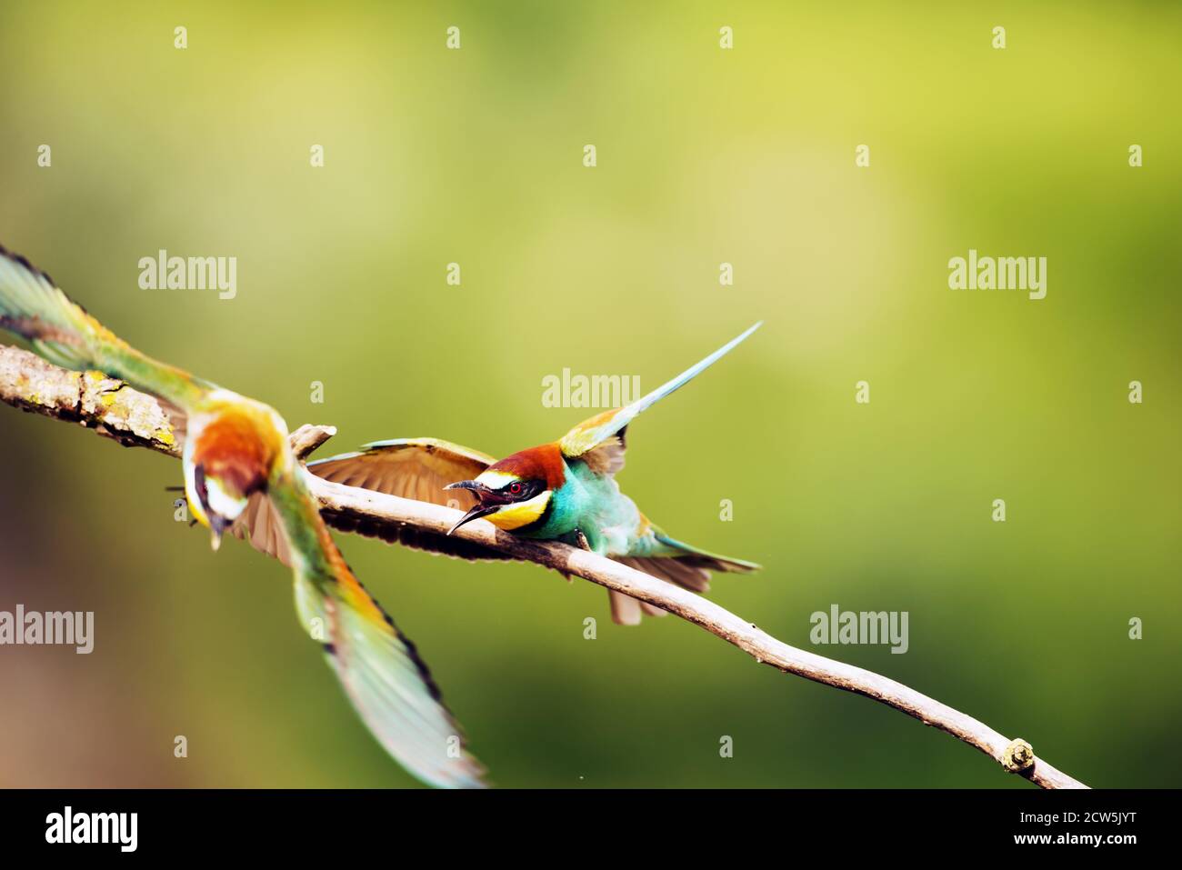 Group of bee eater birds hi-res stock photography and images - Alamy
