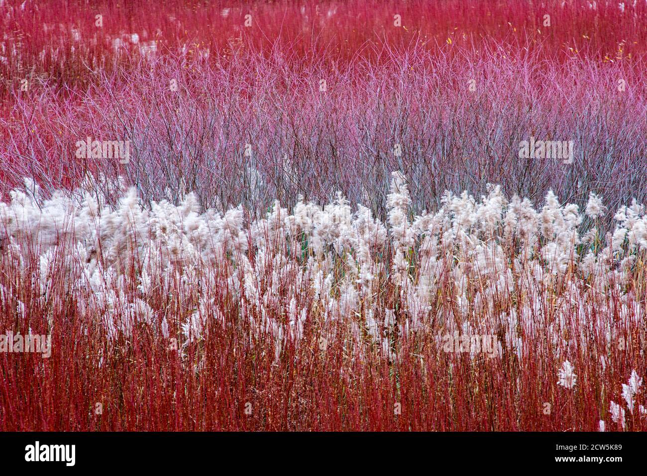 Three types of wicker, flowering wicker, nonflowering wicker and dry
