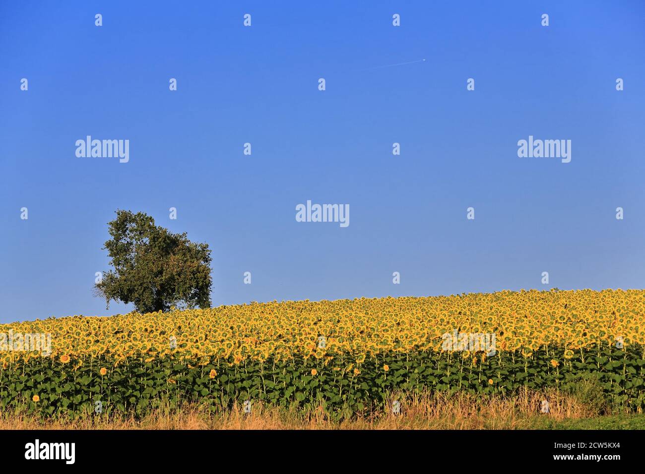 Lone tree within a sunflower-Helianthus annuus field in its peak growth season under the clear blue sky and early sunset bright sun of an August day. Stock Photo