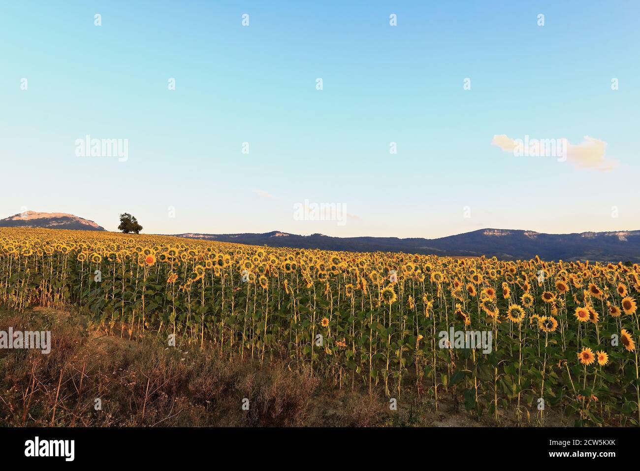 Lone tree-mountain backdrop-sunflower Helianthus annuus field in peak growth season under the clear blue sky and early sunset sun of an August day. Me Stock Photo