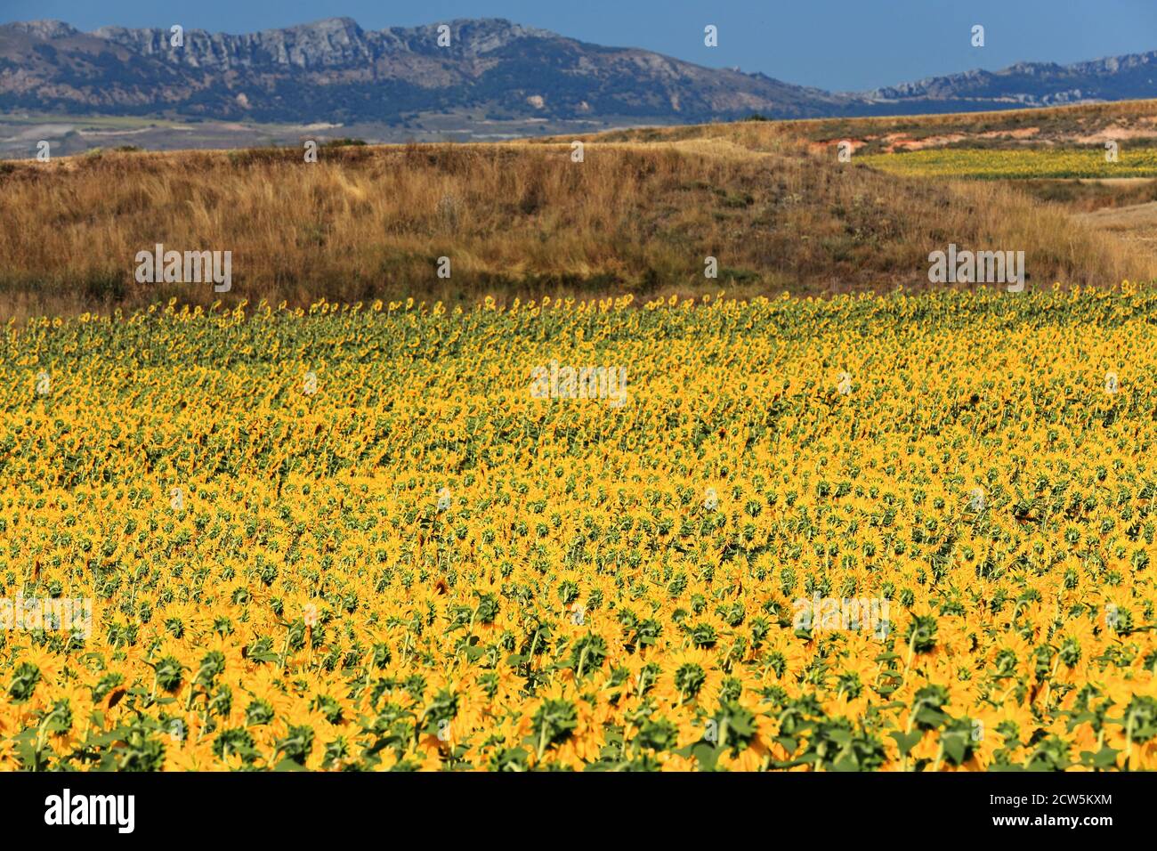 Close-up of a sunflower-Helianthus annuus field in its peak growth season -mountains in the background- under the bright midday sun of an August day i Stock Photo