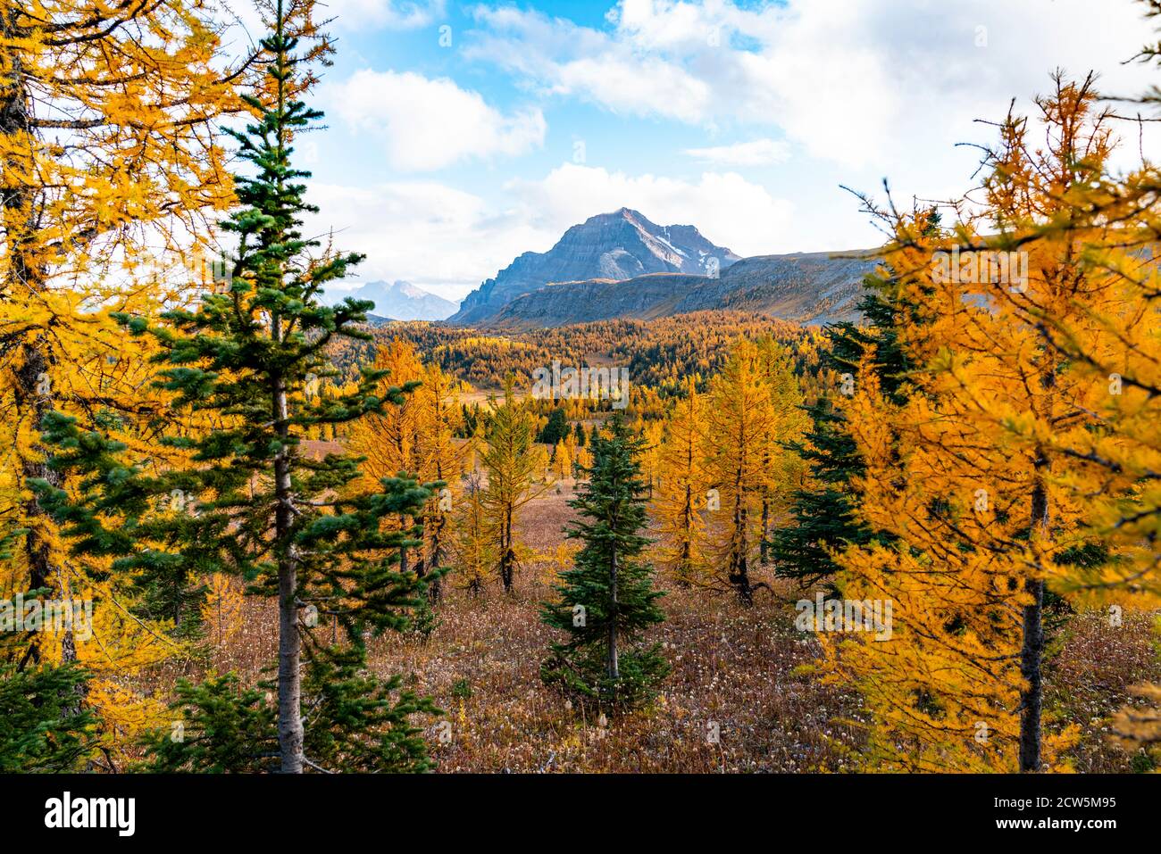 Fall Colours in Healey Pass Banff Alberta Stock Photo