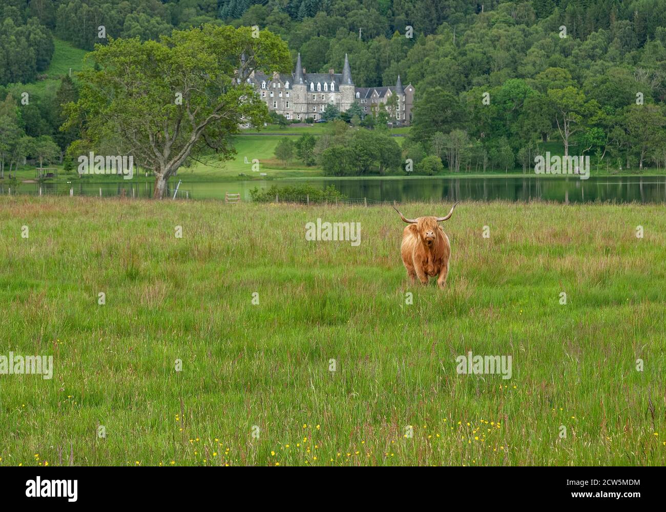 Highland cow in field in front of Scottish Castle Stock Photo - Alamy
