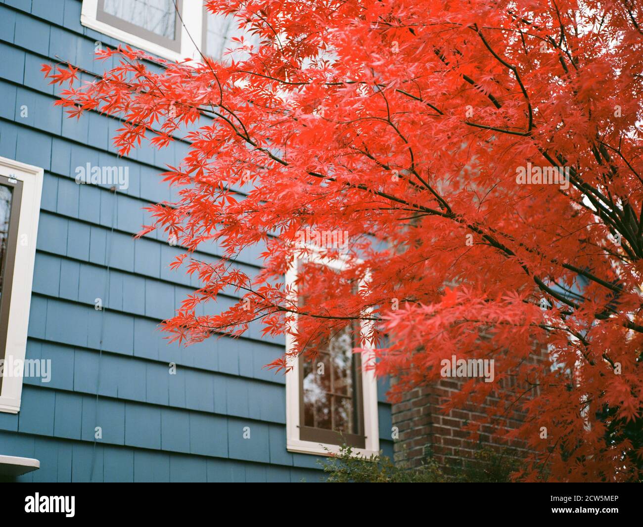 Japanese Maple Tree in Autumn with Bright Red Leaves Against House Stock Photo Alamy