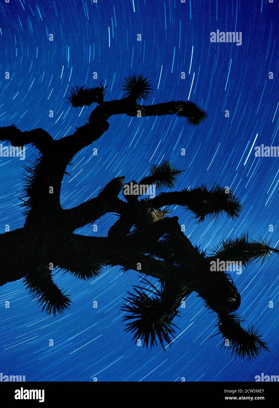 Star Trails above Joshua Tree Stock Photo - Alamy