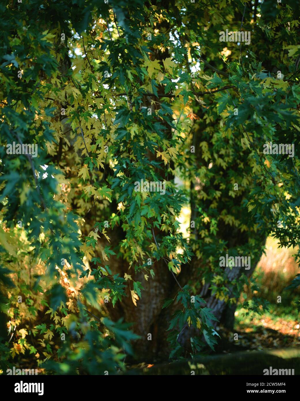 Bigleaf Maple tree in Summer with green leaves turning yellow b Stock Photo