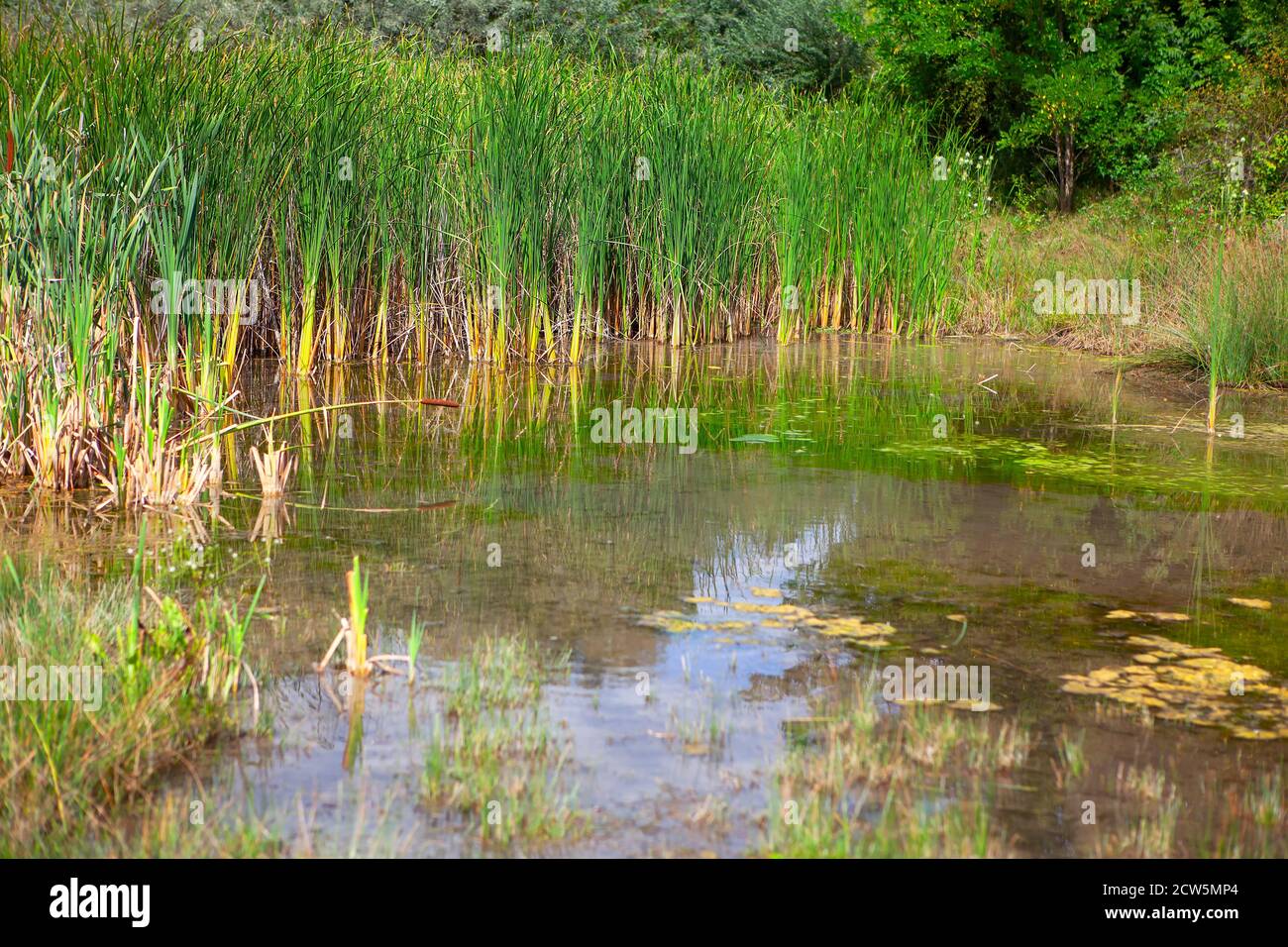 Sedge grow where the terrain is wettest . Swamp with green reeds Stock ...