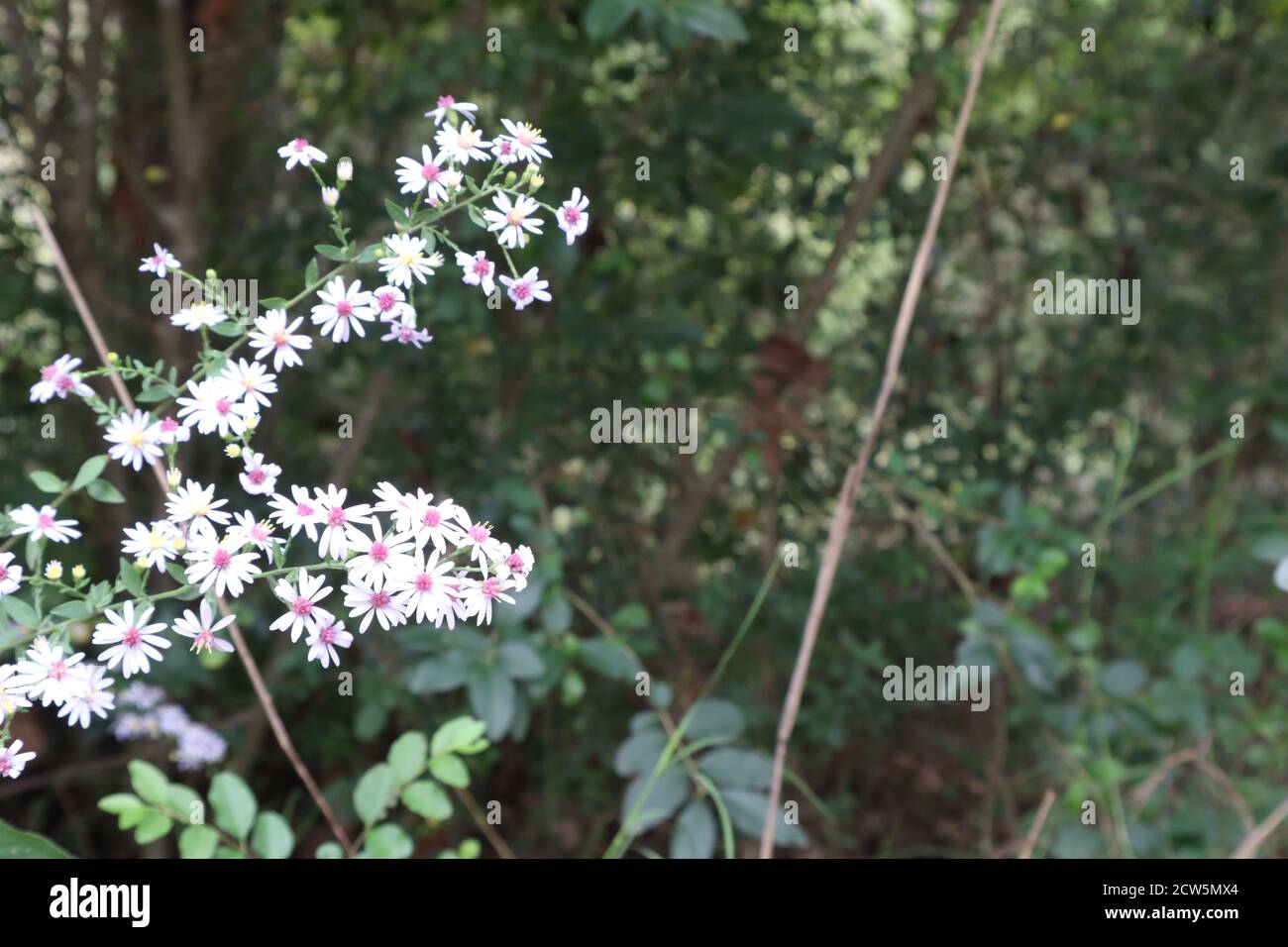The small and delicate flowers of the White wood aster plant bloom in early autumn Stock Photo