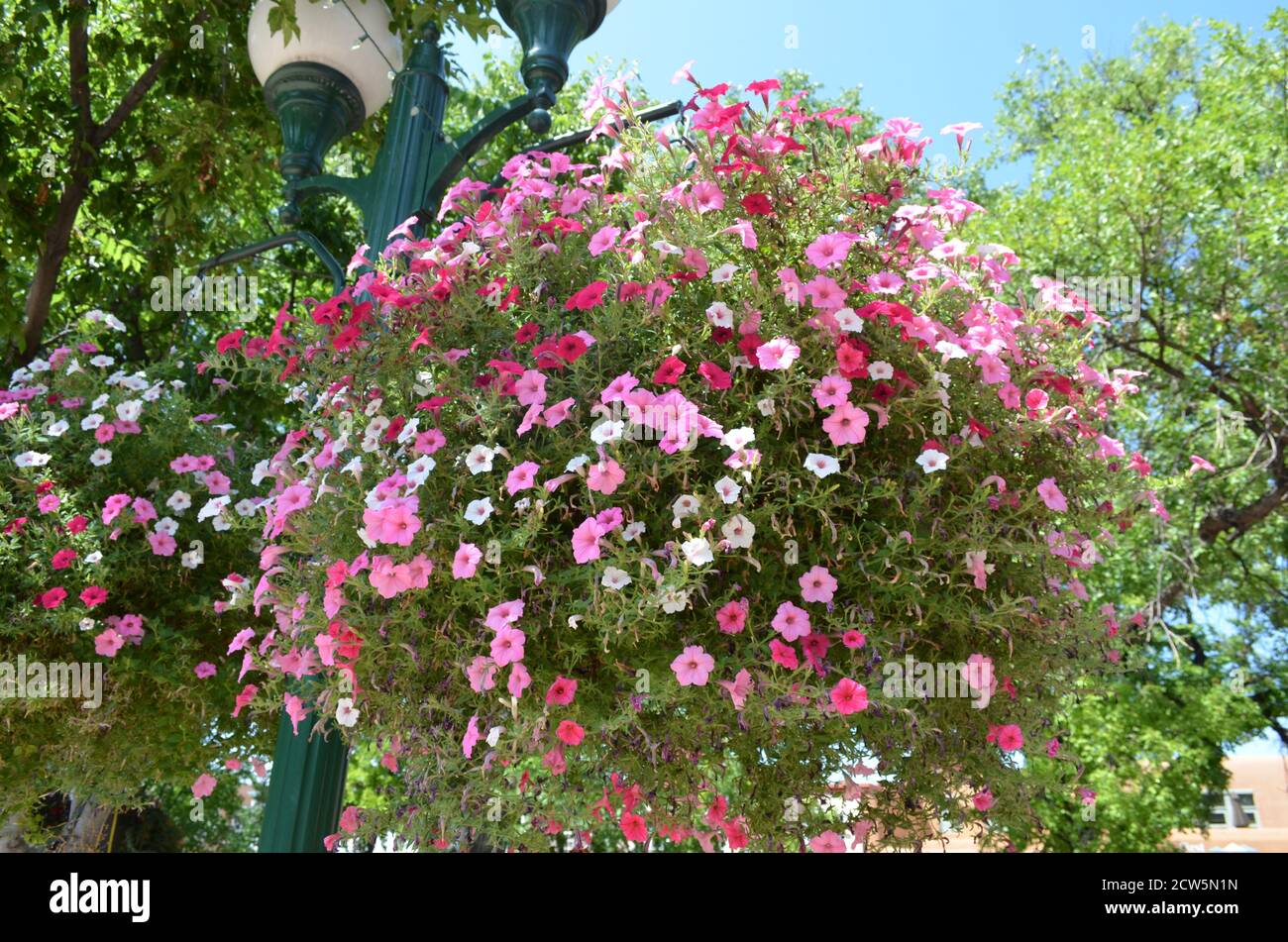 Hanging pink flowers hires stock photography and images Alamy